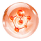 Oligo Hyaluronic acid